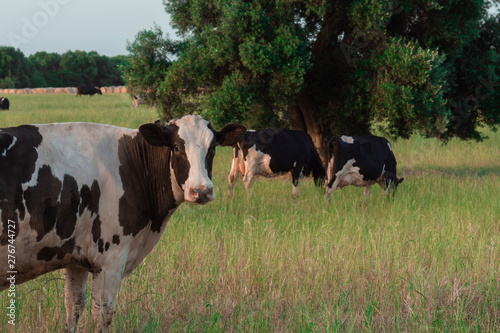 Fototapeta Naklejka Na Ścianę i Meble -  close up grazing cow