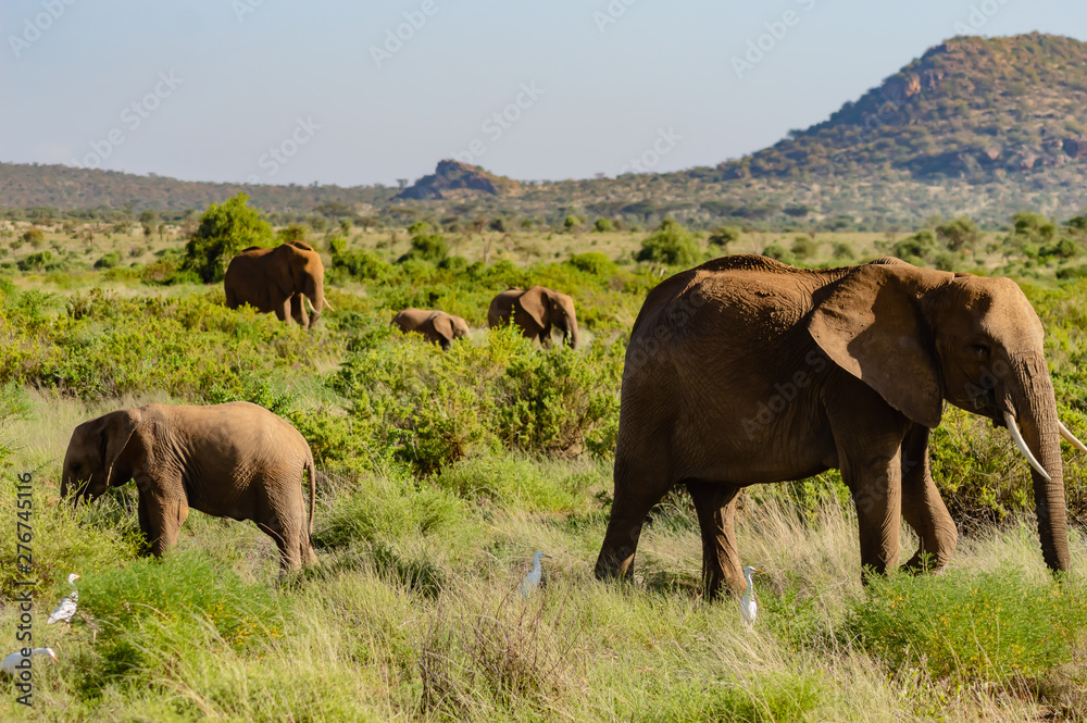 Elephant family in the savanna