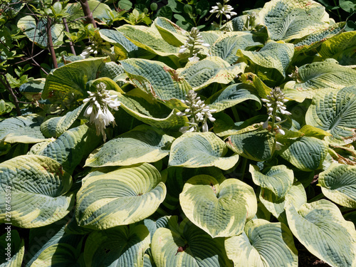 Hosta undulata au feuillage panaché, ondulé et gaufré de couleur vert-clair et vert foncé aux fleurs blanches photo