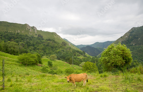 farm cows in asturias © Rui Vale de Sousa