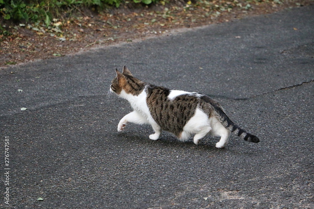 beautiful cat is walking on the street