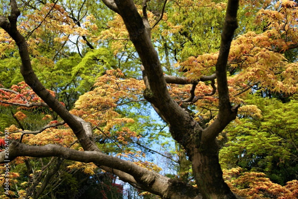 Maple 紅葉 若葉 Maple 紅葉 若葉