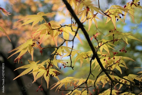 Maple 紅葉 枝 葉