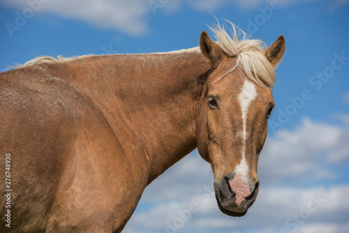 Portrait of a Shetland pony horse in nature looking at camera. Blue sky with clouds. Horizontal. No people. © duranphotography