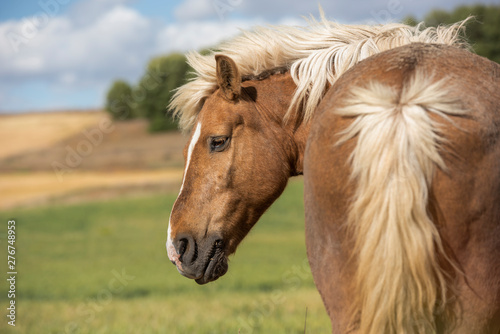 Portrait of a Shetland pony horse with beautiful mane in nature  looking to the side. No people. Horizontal. Copyspace.