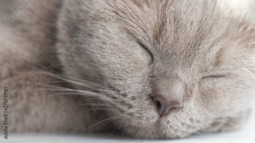 portrait of british shorthair cat with blue gray fur sleeping on window sill.