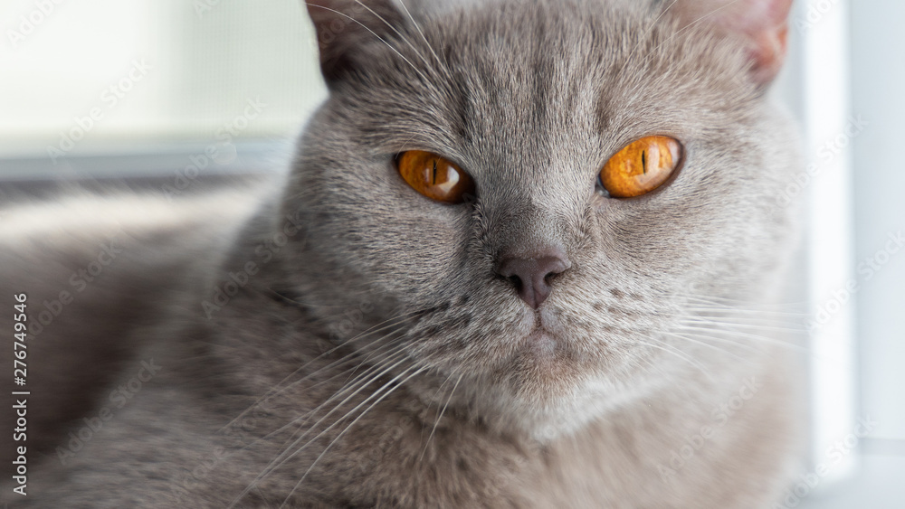 british shorthair cat with blue gray fur laying and looking into the camera british shorthair cat with blue gray fur laying and looking into the camera
