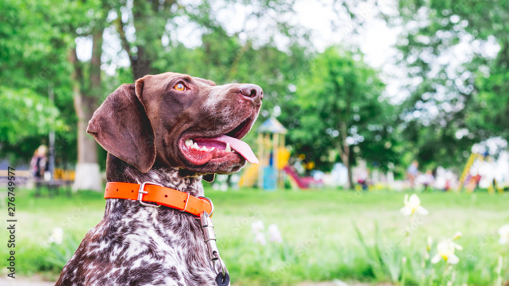 Portrait of a beautiful dog breed german shorthaired pointe in the park_ Portrait of a beautiful dog breed german shorthaired pointe in the park_