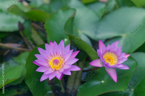 The beautiful water lilies are blooming in pond.