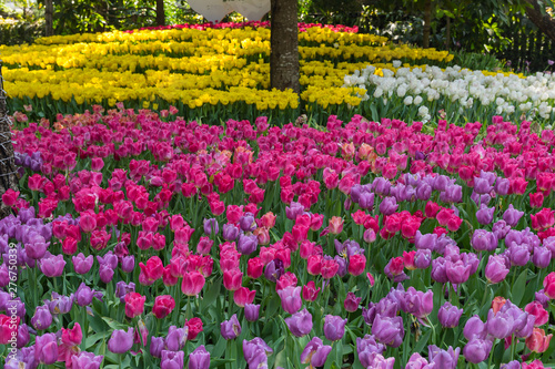 Fototapeta Naklejka Na Ścianę i Meble -  field of pink tulips