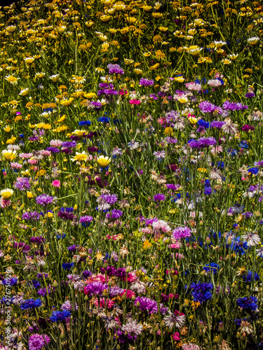 Blumenbeet im Sommer mit vielen bunten Blumen
