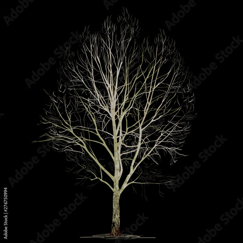 Poplar (Populus L.) in the winter without foliage on a black background