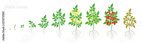 Growth stages of red tomato cherry plant. Ripening period set. Greenhouses life cycle of the small tomatoes bush harvest. Animation progression.