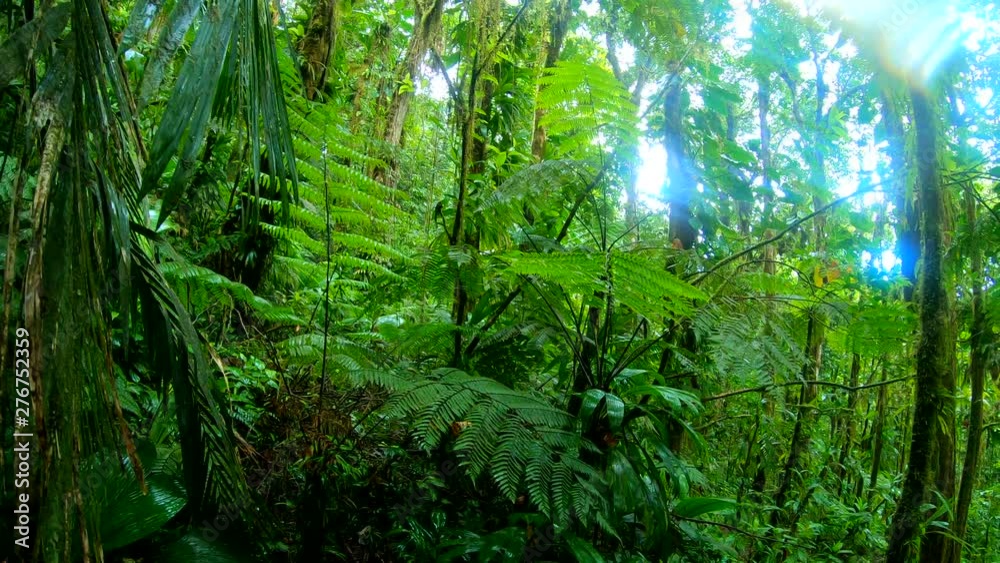 Green luxuriant vegetation in Basse Terre jungle in Guadeloupe, French west indies. Lesser Antilles, Caribbean Green luxuriant vegetation in Basse Terre jungle in Guadeloupe, French west indies. Lesser Antilles, Caribbean