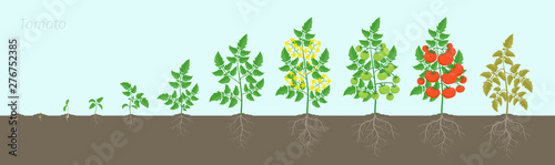 Growth stages of Tomato plant. Ripening period. Tomatoes bush harvest on the background of the soil. Root system. Animation progression.