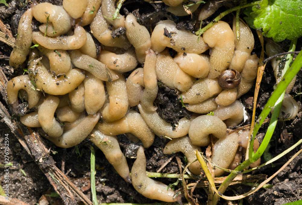 A large accumulation of slugs on the ground. Selective focus. A large accumulation of slugs on the ground. Selective focus.
