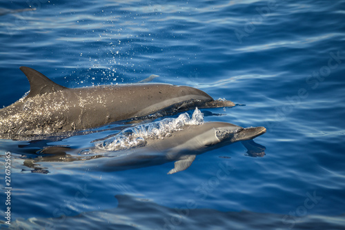 group of dolphins in the Caribbeans oceans 