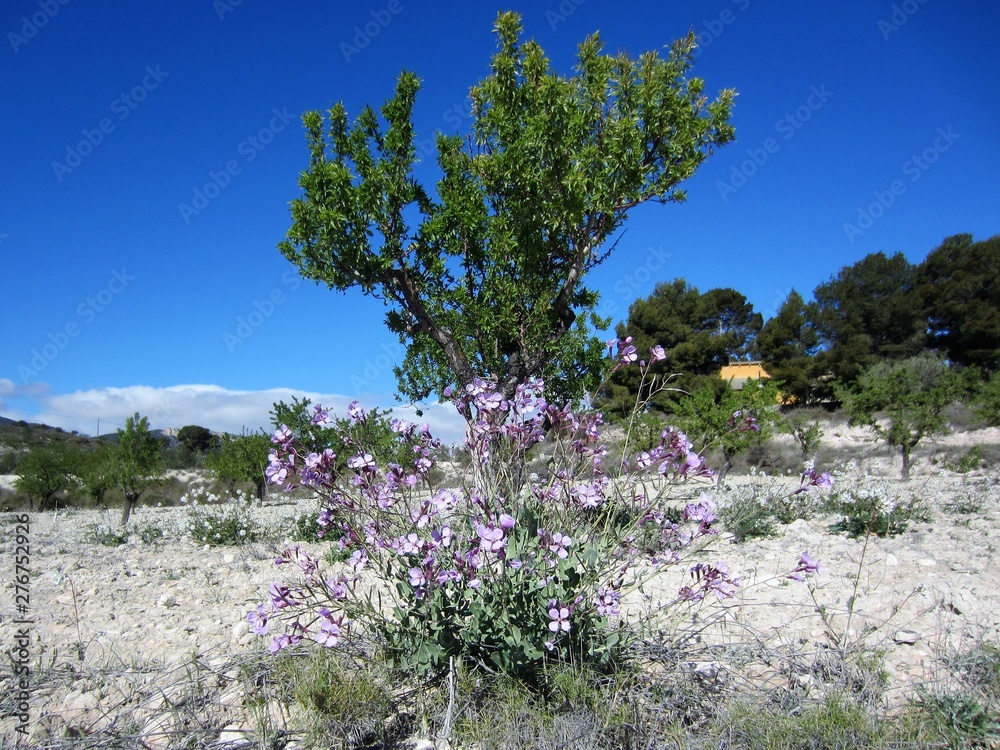 mauve wild mediterranean flowers mauve wild mediterranean flowers