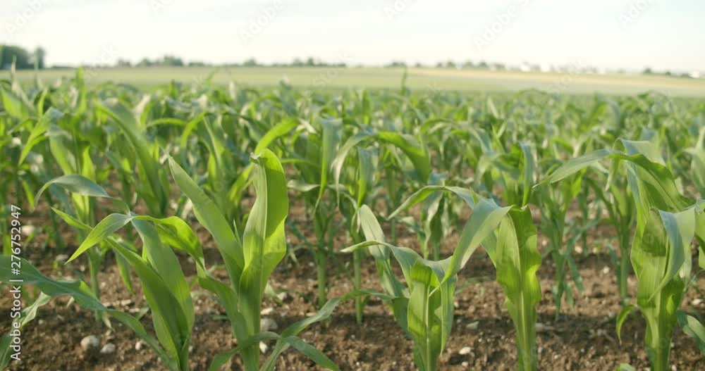 young corn plants moving in the wind on a sunny day. big field with a bright sky in the background. young corn plants moving in the wind on a sunny day. big field with a bright sky in the background.