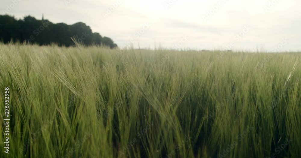 green wheat floating in the wind on a summer day, with a green forest in the background green wheat floating in the wind on a summer day, with a green forest in the background