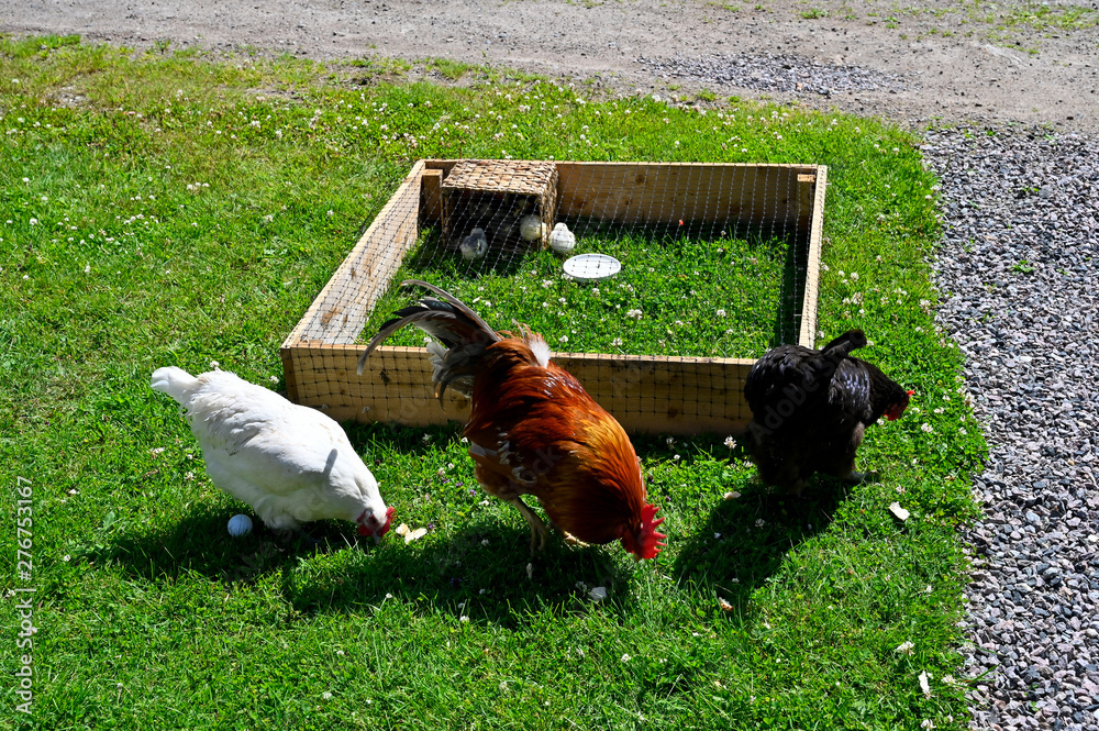 Fototapeta premium hens and rooster walking beside nine chickens