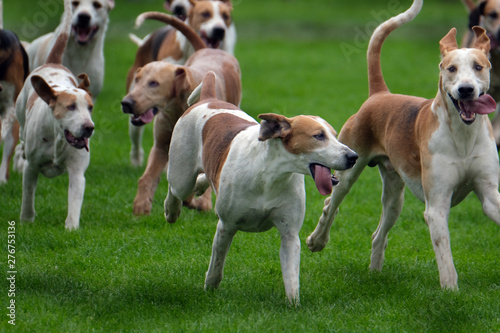 Fox hounds on show at agricultural show.