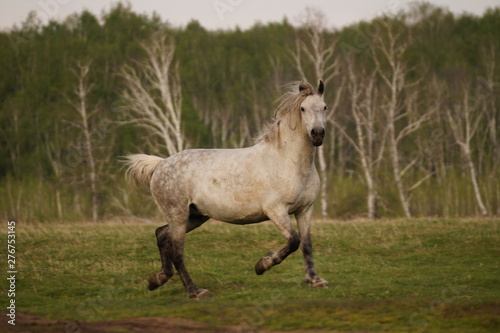 horse © Ivan Bakhirev