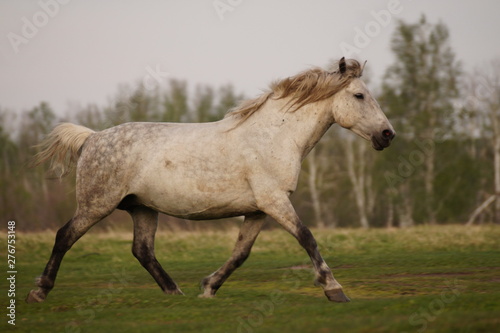 horse