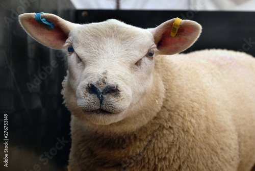 Champion sheep at countryside show for judging. photo