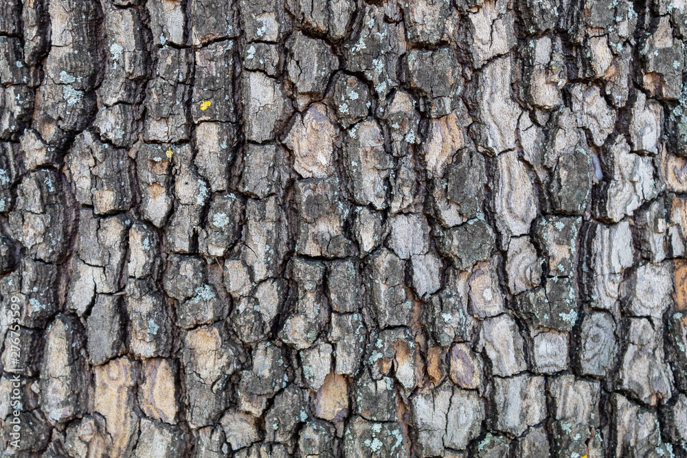 Closeup Embossed Tree Bark Texture Background Closeup Embossed Tree Bark Texture Background