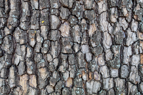 Closeup Embossed Tree Bark Texture Background