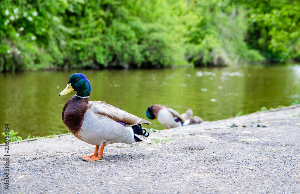 Obraz premium Beautiful duck is important steps