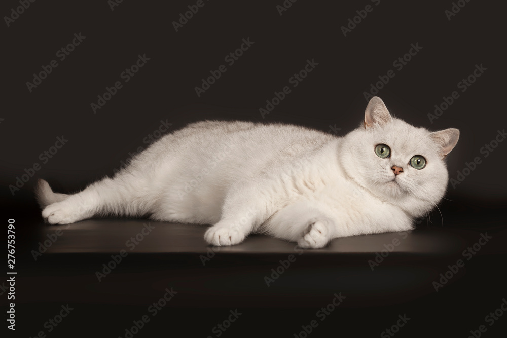 Adorable British breed white cat with magical green eyes lying on isolated black background
