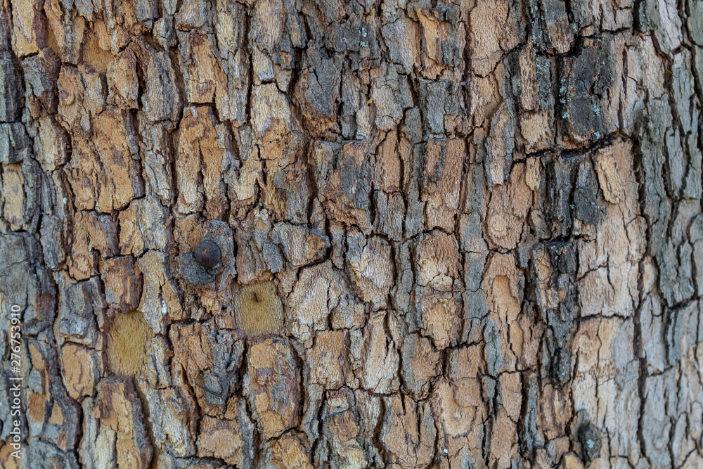Closeup Embossed Tree Bark Texture Background Closeup Embossed Tree Bark Texture Background