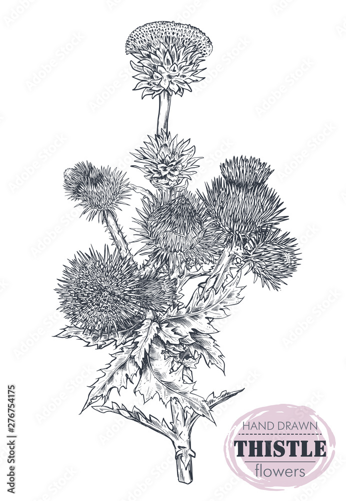Fototapeta premium Vector hand drawn Thistle or Carduus plant, leaf, bud and flower isolated on white background.
