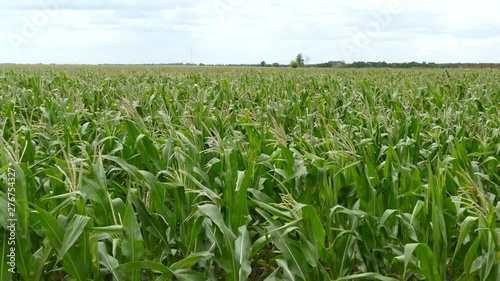 Wind stirs unripe corn on the field