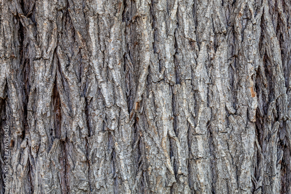 Closeup Embossed Tree Bark Texture Background Closeup Embossed Tree Bark Texture Background