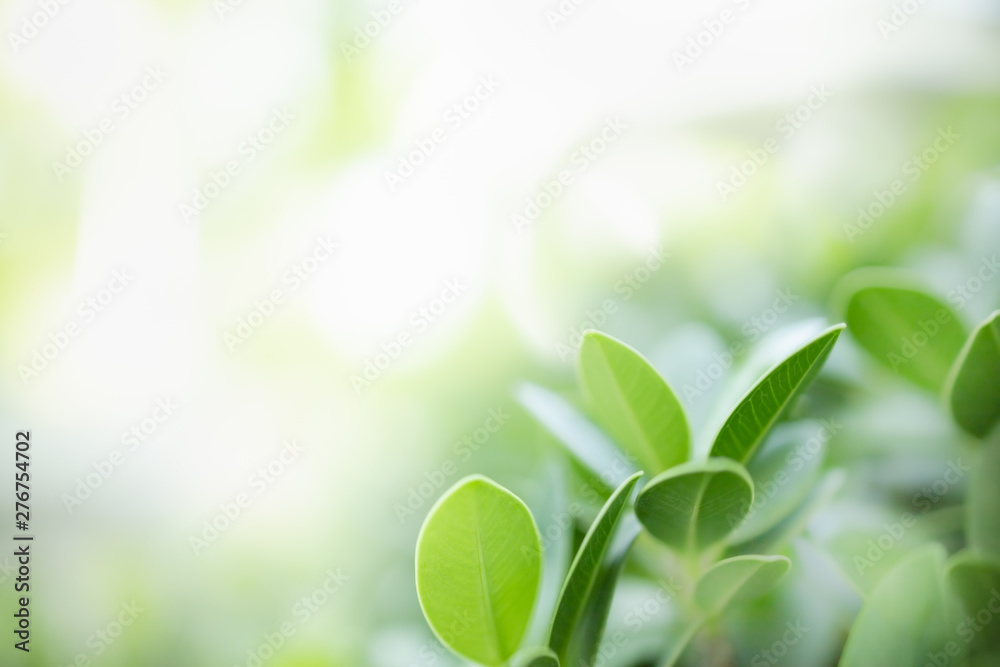Close up of nature view green leaf on blurred greenery background under sunlight with bokeh and copy space using as background natural plants landscape, ecology wallpaper concept. Close up of nature view green leaf on blurred greenery background under sunlight with bokeh and copy space using as background natural plants landscape, ecology wallpaper concept.