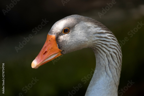 Portrait of a grey goose