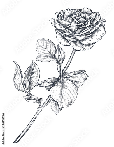 Hand drawn rose flowers branch isolated on white background.