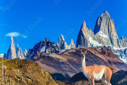 Picturesque guanaco graze on the hill
