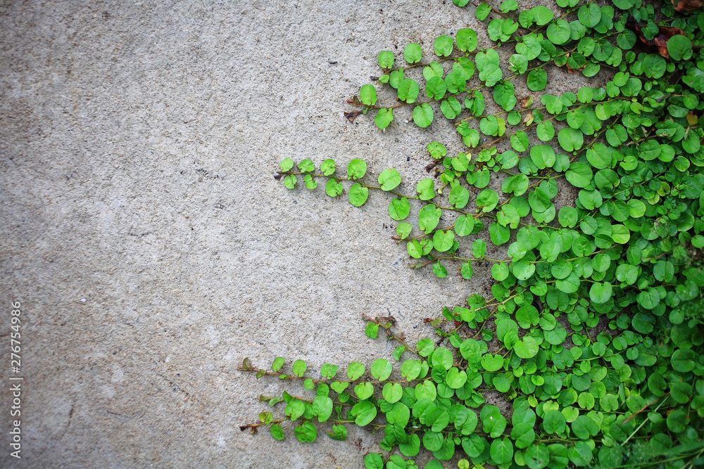 green ivy on the wall background green ivy on the wall background