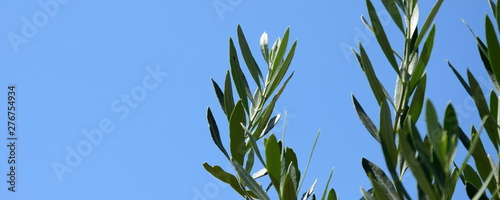 Olivenzweige - Ölzweige - Palmzweige vor blauen Himmel