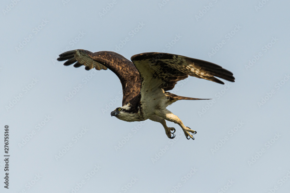 Fototapeta premium Osprey in flight with wings up
