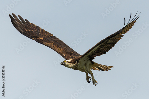 Osprey in flight with wings spread wide