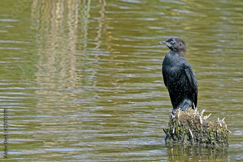 Zwergscharbe (Microcarbo pygmeus) - Pygmy cormorant photo