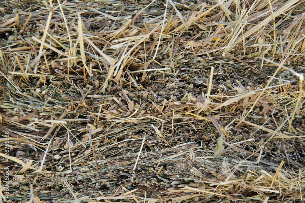 Hay background and texture as a symbol of farm and harvest time. Agriculture. Hay background and texture as a symbol of farm and harvest time. Agriculture.