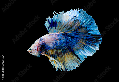 Colorful with main color of blue betta fish, Siamese fighting fish was isolated on black background. Fish also action of turn head in different direction during swim.