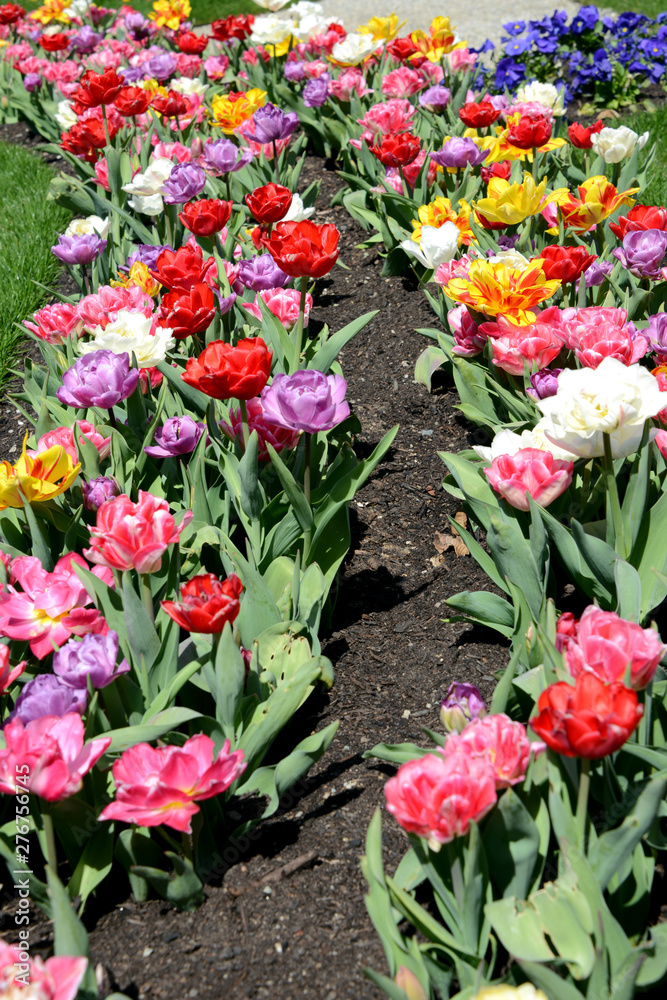 bed of colorful tulips in springtime