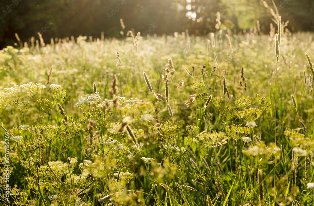 Fototapeta premium Summer grass at sun set. Natural background. Bokeh beauty